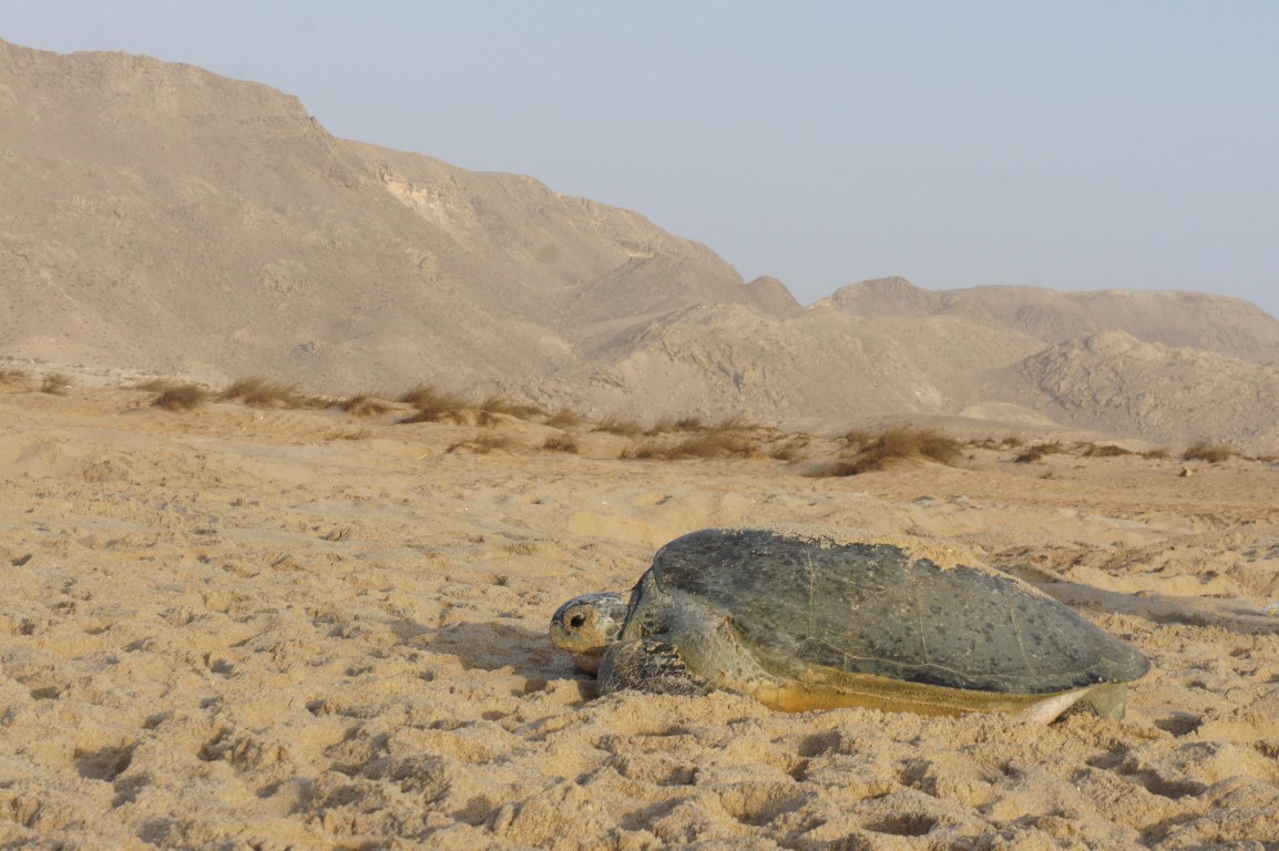 Ras Al Jinz Turtle Reserve